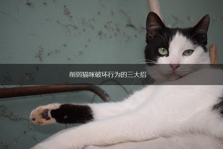 削弱猫咪破坏行为的三大招,第1张