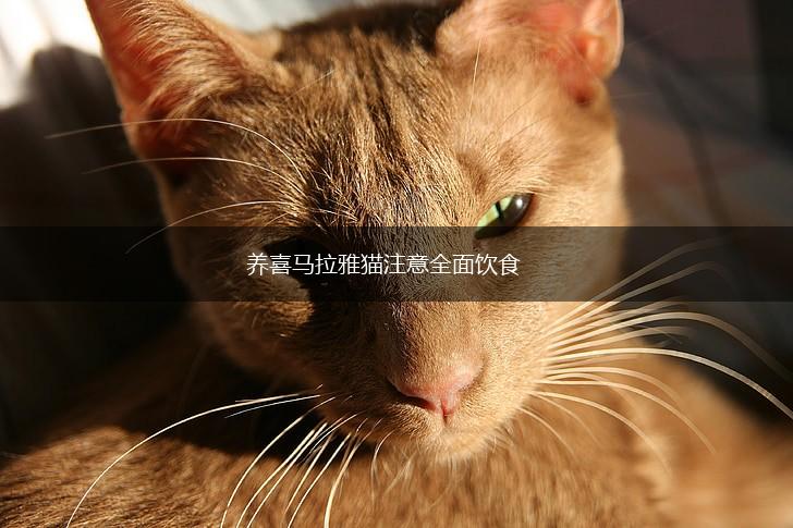 养喜马拉雅猫注意全面饮食,第1张