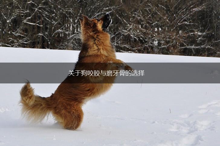 关于狗咬胶与磨牙骨的选择,第1张