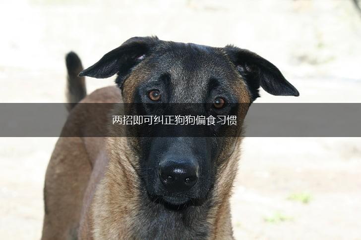两招即可纠正狗狗偏食习惯,第1张