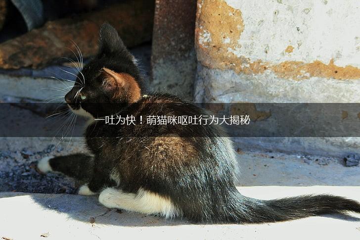一吐为快！萌猫咪呕吐行为大揭秘,第1张