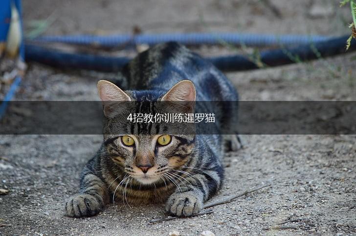 4招教你训练暹罗猫,第1张