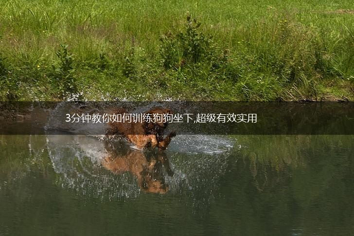 3分钟教你如何训练狗狗坐下,超级有效实用,第1张