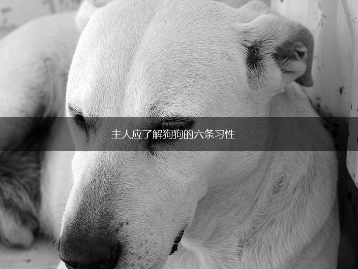 主人应了解狗狗的六条习性,第1张
