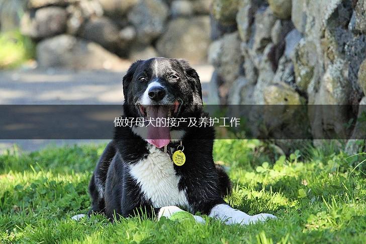 做好母犬的接产及养护工作,第1张
