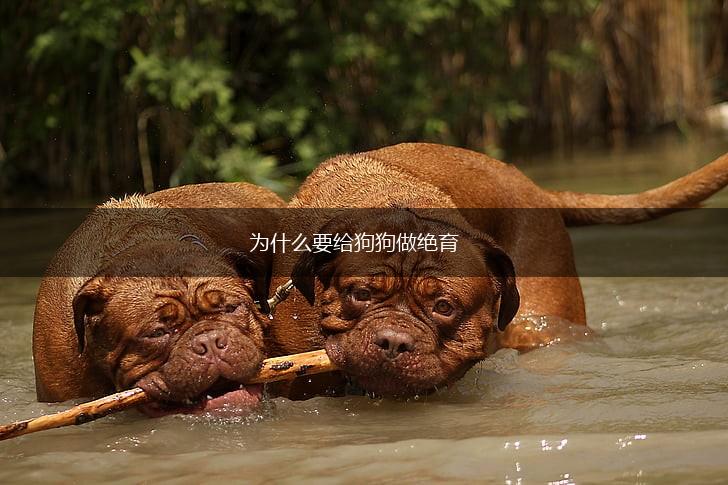 为什么要给狗狗做绝育,第1张
