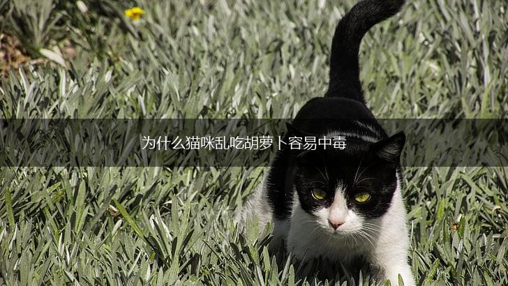 为什么猫咪乱吃胡萝卜容易中毒,第1张