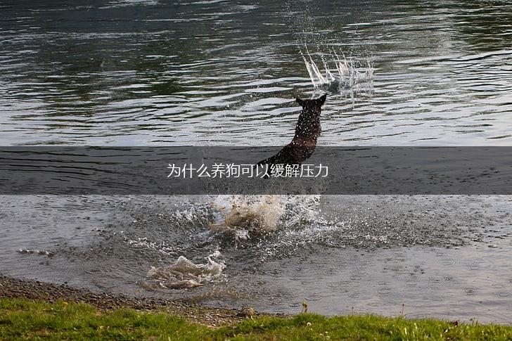为什么养狗可以缓解压力,第1张