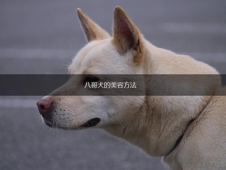 八哥犬的美容方法,第1张