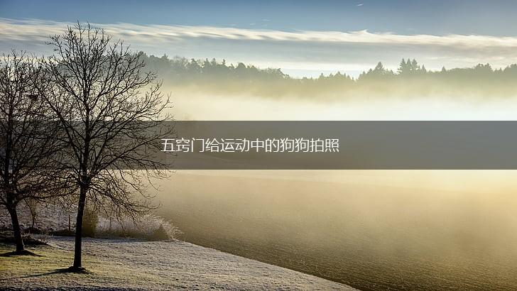 五窍门给运动中的狗狗拍照,第1张