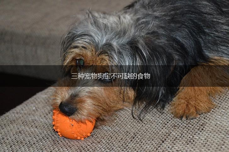 三种宠物狗宝不可缺的食物,第1张