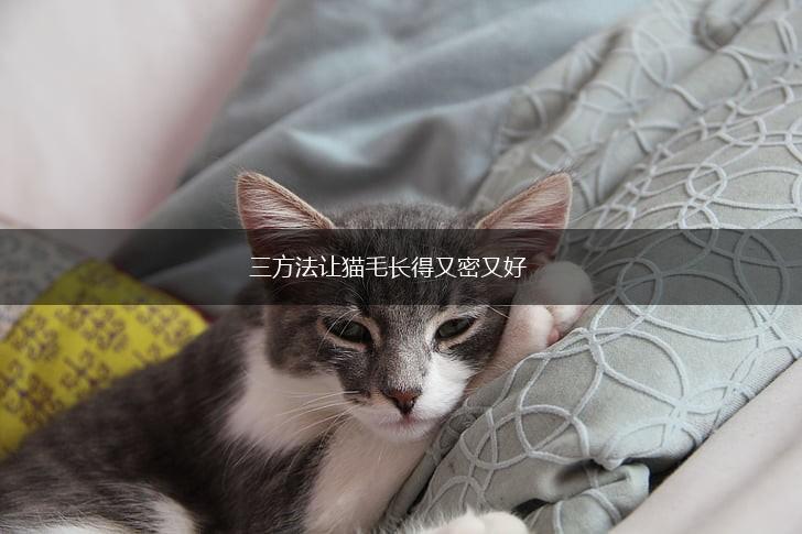 三方法让猫毛长得又密又好,第1张