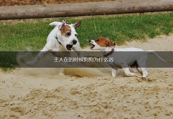 主人在的时候狗狗为什么凶,第1张