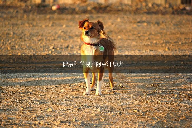 健康科学喂养阿富汗幼犬,第1张