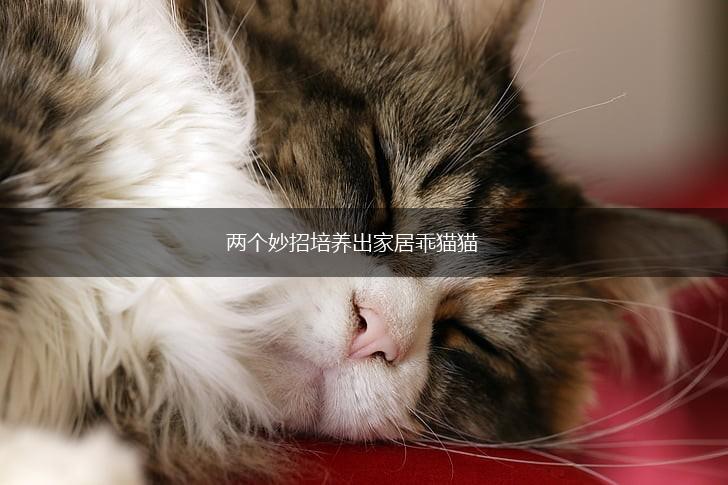 两个妙招培养出家居乖猫猫,第1张