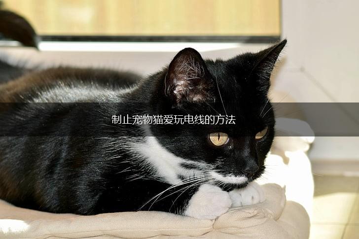 制止宠物猫爱玩电线的方法,第1张