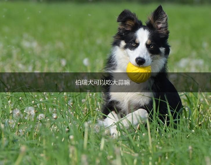 伯瑞犬可以吃大蒜嘛,第1张
