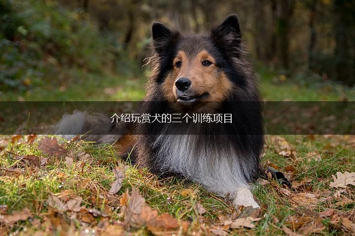介绍玩赏犬的三个训练项目,第1张