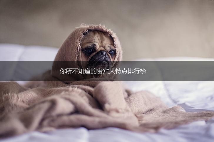 你所不知道的贵宾犬特点排行榜,第1张