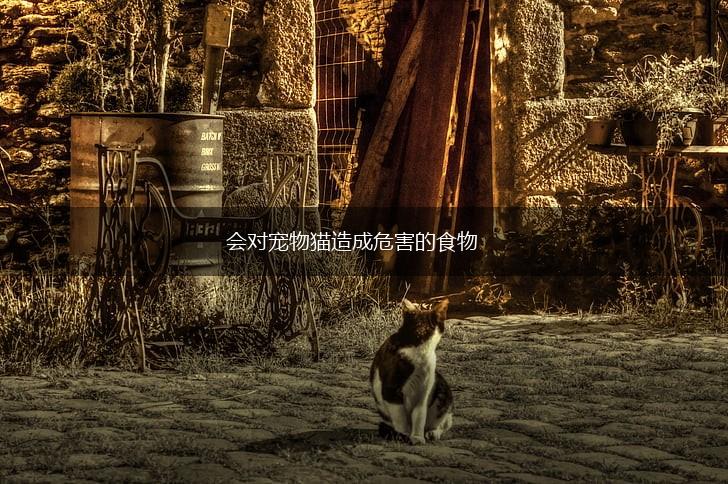 会对宠物猫造成危害的食物,第1张