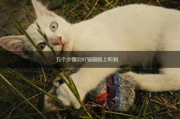 五个步骤治好猫猫脸上粉刺,第1张