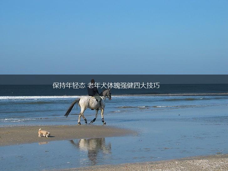 保持年轻态 老年犬体魄强健四大技巧,第1张
