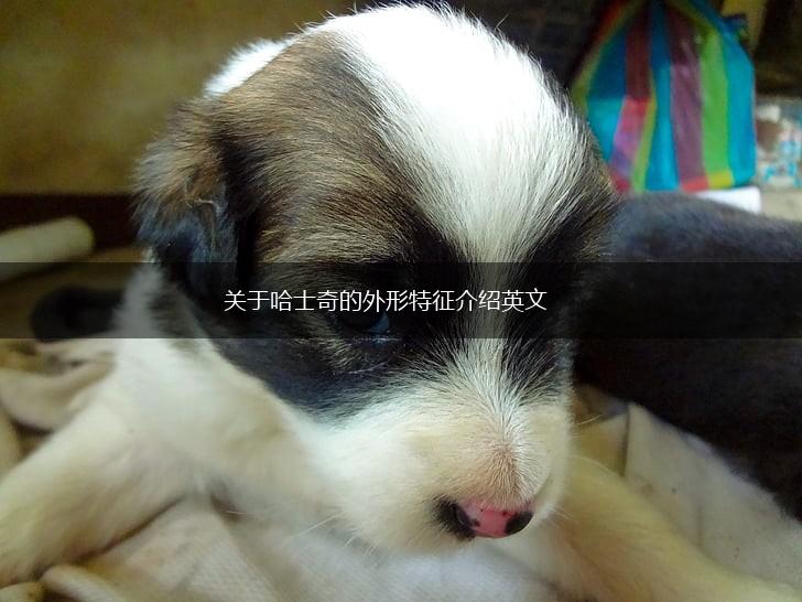 关于哈士奇的外形特征介绍英文,第1张