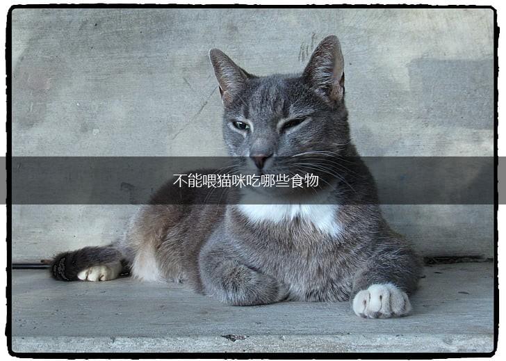 不能喂猫咪吃哪些食物,第1张