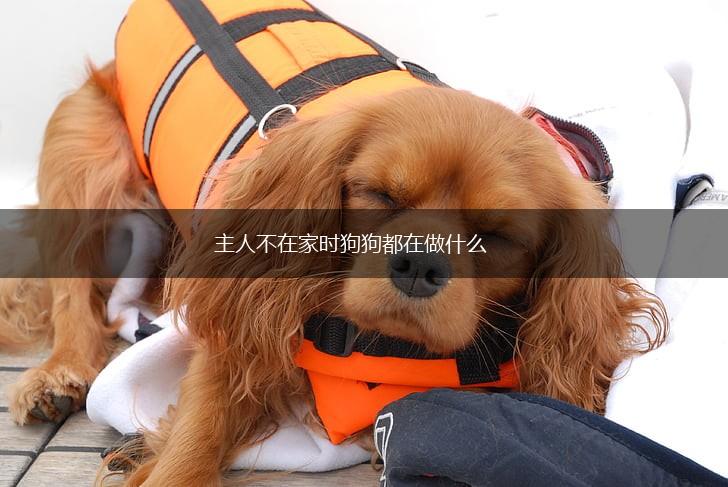 主人不在家时狗狗都在做什么,第1张