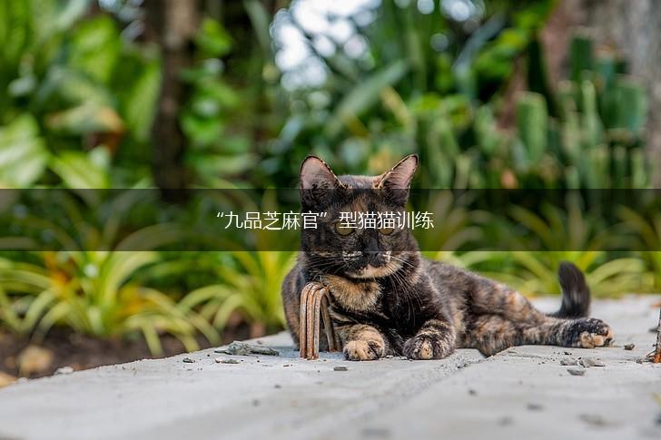 “九品芝麻官”型猫猫训练,第1张