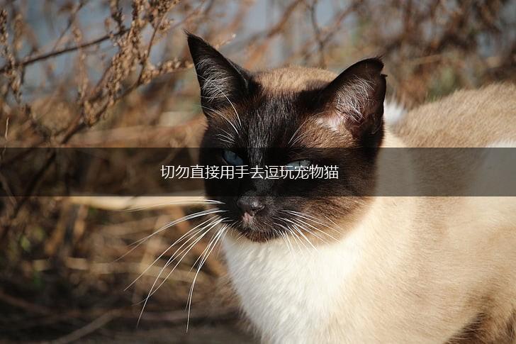 切勿直接用手去逗玩宠物猫,第1张