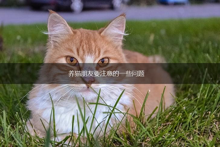 养猫朋友要注意的一些问题,第1张
