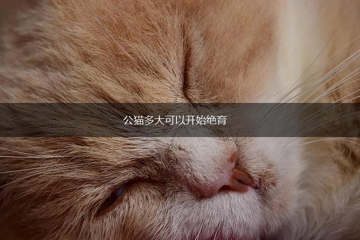 公猫多大可以开始绝育,第1张