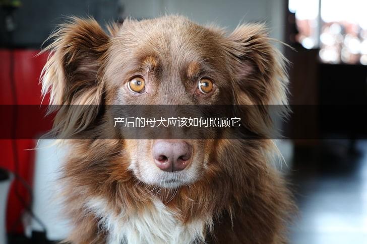 产后的母犬应该如何照顾它,第1张