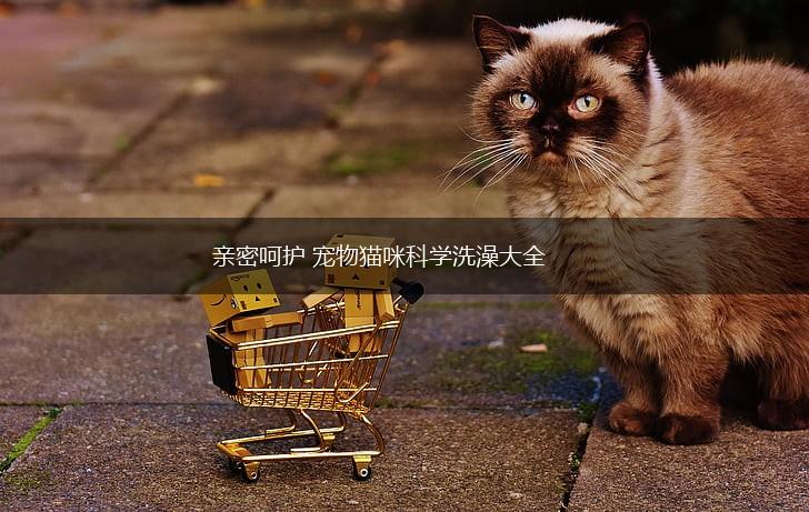 亲密呵护 宠物猫咪科学洗澡大全,第1张