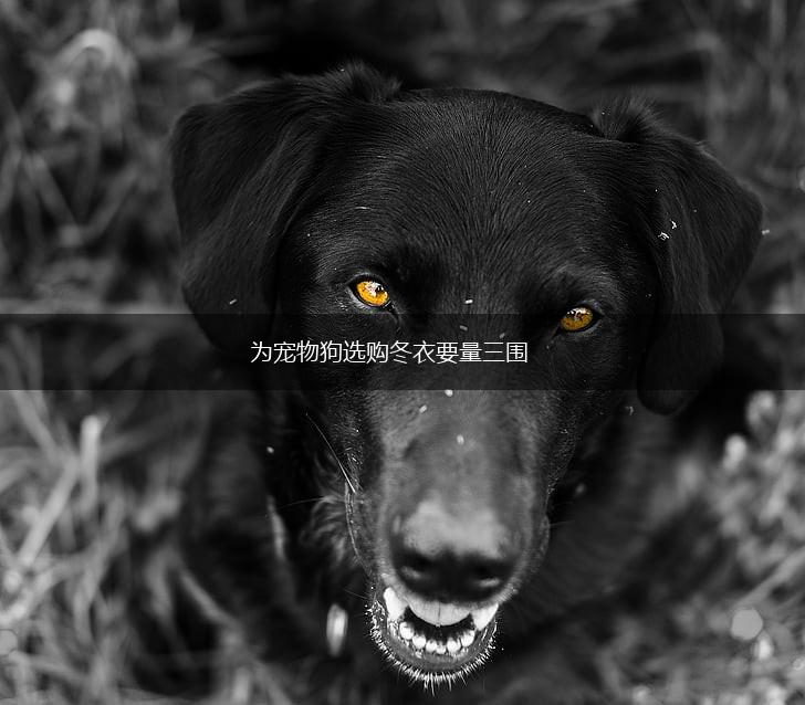 为宠物狗选购冬衣要量三围,第1张