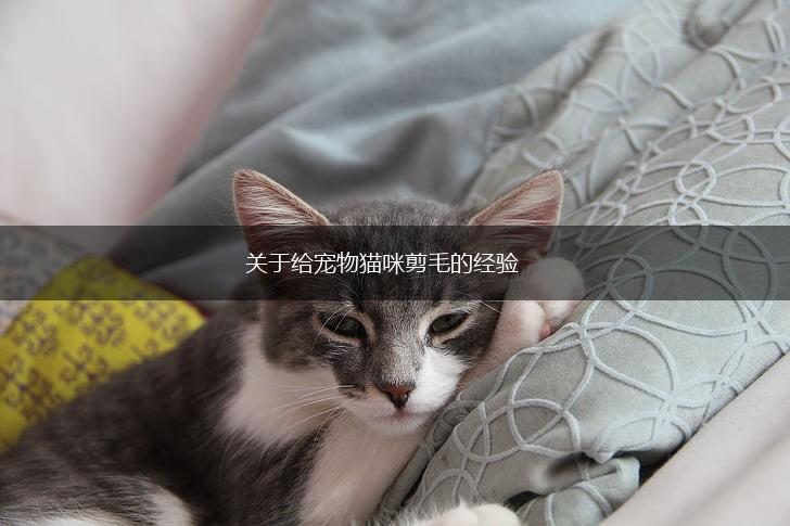 关于给宠物猫咪剪毛的经验,第1张