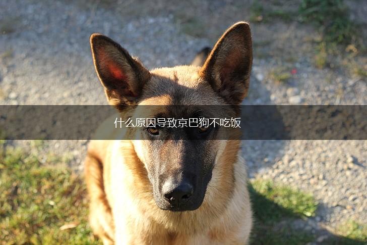 什么原因导致京巴狗不吃饭,第1张