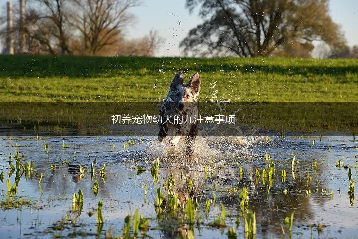 初养宠物幼犬的九注意事项,第1张