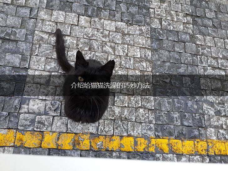 介绍给猫猫洗澡的巧妙方法,第1张