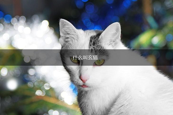 什么叫玄猫,第1张