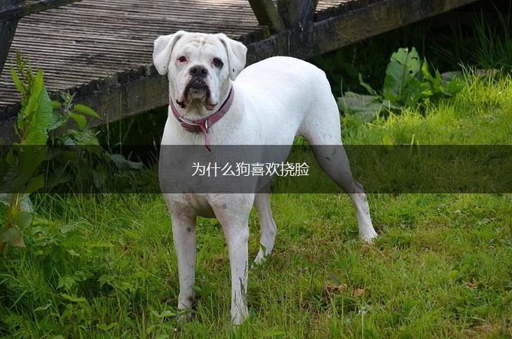 为什么狗喜欢挠脸,第1张