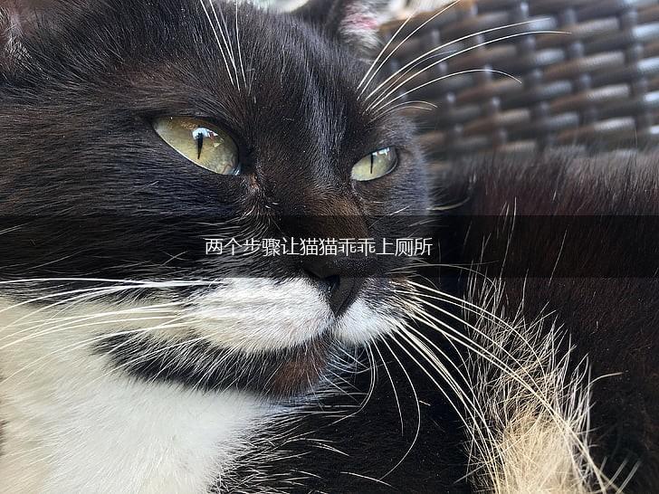 两个步骤让猫猫乖乖上厕所,第1张