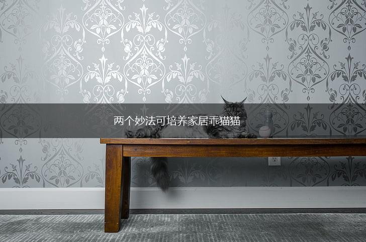 两个妙法可培养家居乖猫猫,第1张