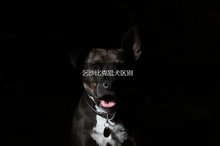 乞沙比克猎犬区别,第1张
