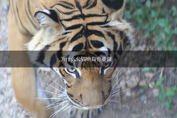 为什么公猫绝育也要做,第1张