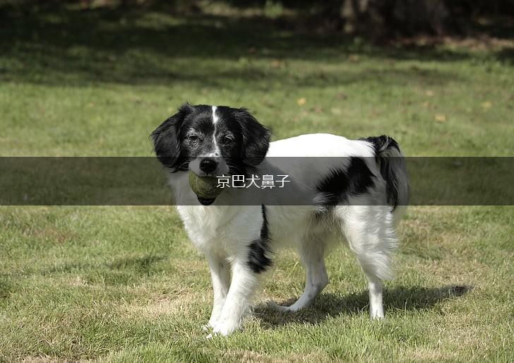 京巴犬鼻子,第1张