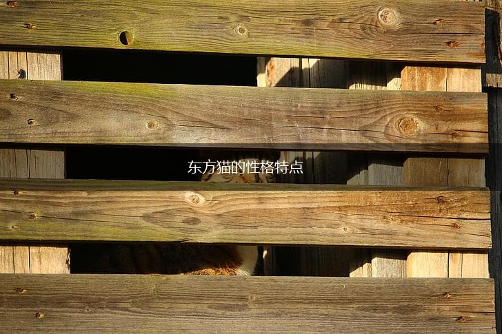 东方猫的性格特点,第1张