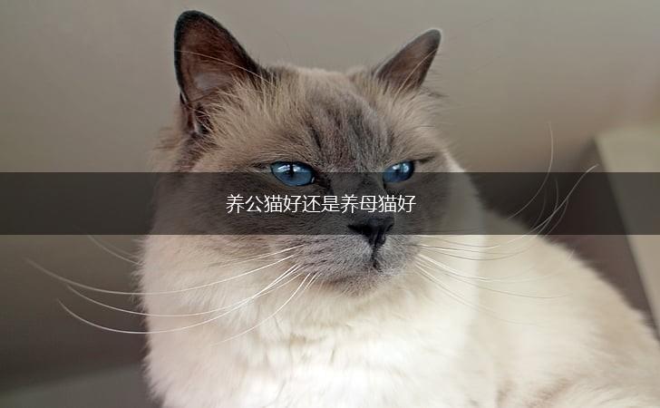 养公猫好还是养母猫好,第1张