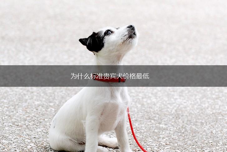 为什么标准贵宾犬价格最低,第1张